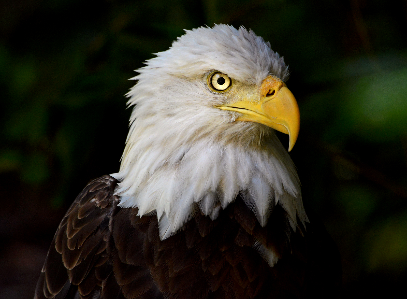 bald-eagle-stand-shutterbug